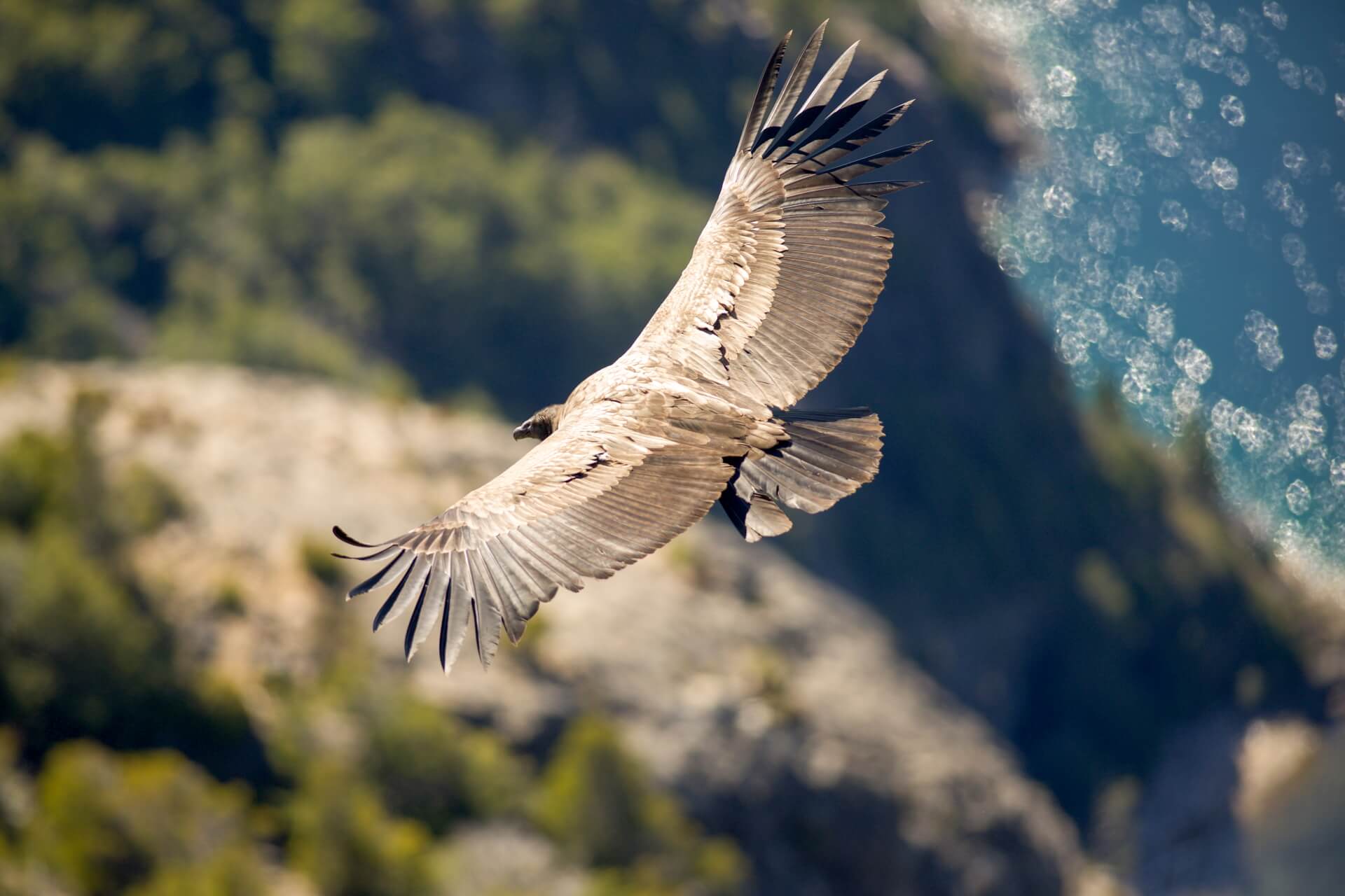 Earthkeepers opleiding online basis