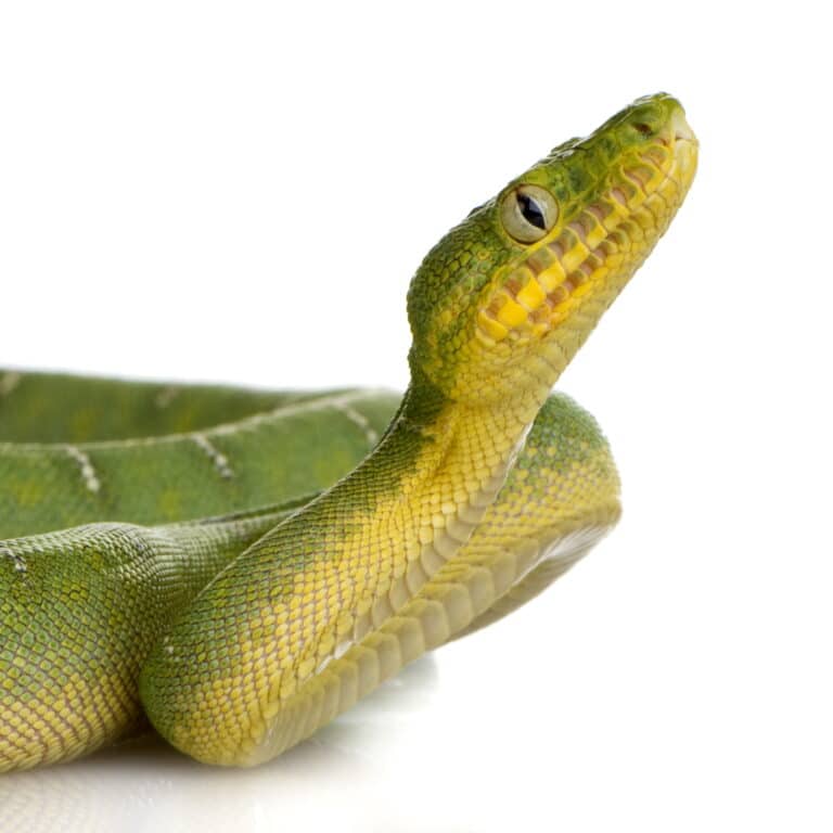 Fysieke pijn - niveau slang