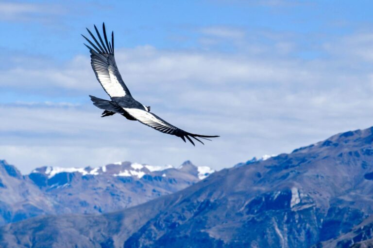 Zielenpijn- niveau condor