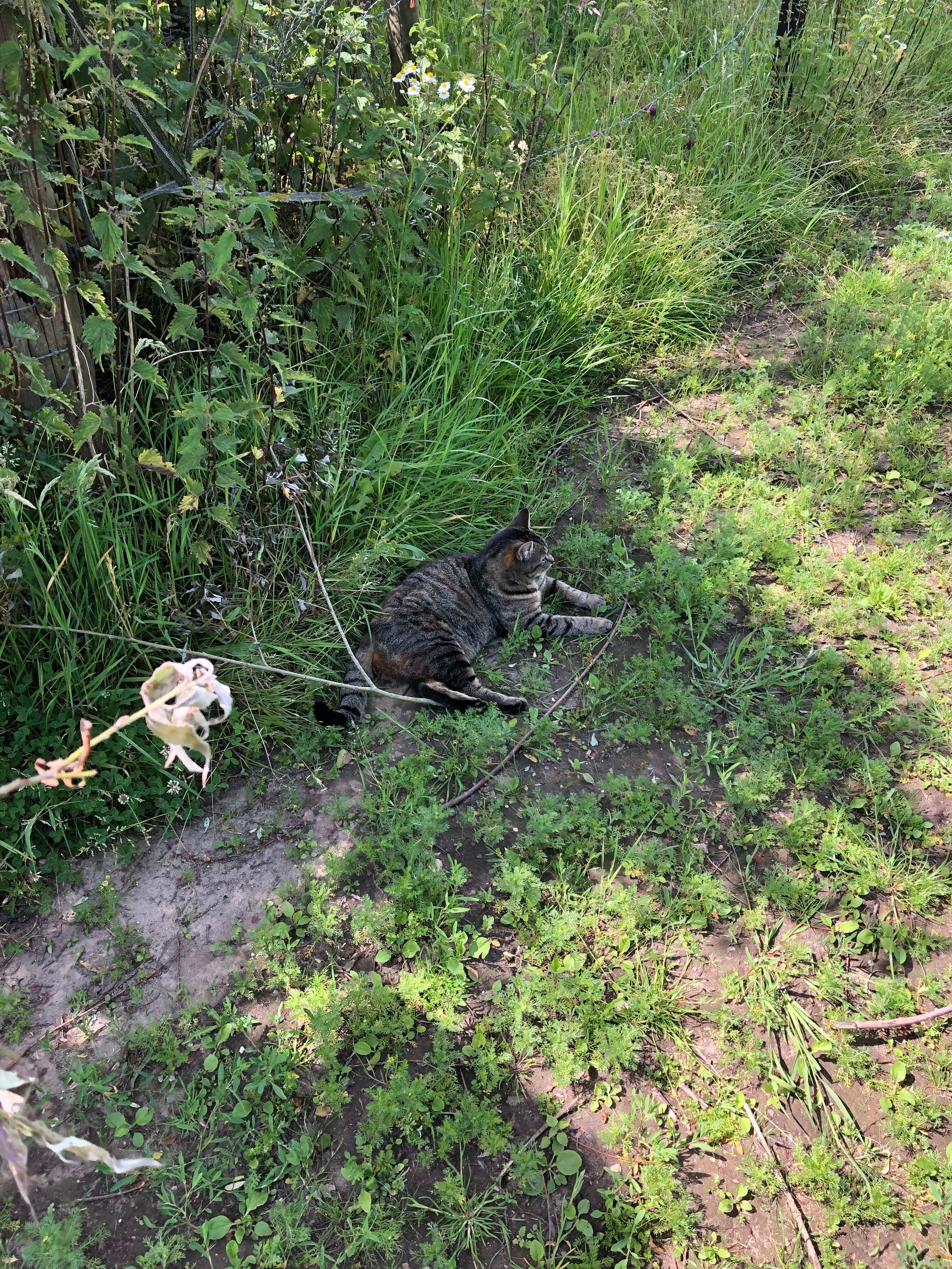 Poes die uitrust